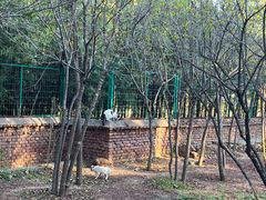 -北京西山国家森林公园