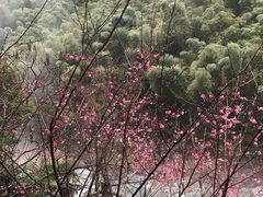 -长谷洞天