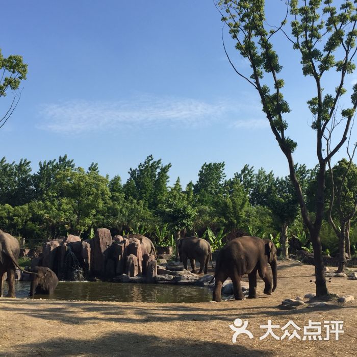 上海野生動物園-圖片-上海周邊遊-大眾點評網