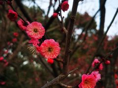 -红梅公园
