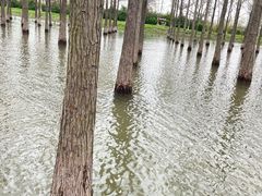 -泗洪洪泽湖湿地景区