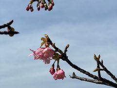 -台场海滨公园船码头