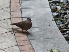 -鲜得来排骨年糕(即墨路店)