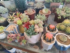 -曲阳花鸟市场(曲阳路店)
