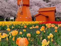 -苏州上方山国家森林公园