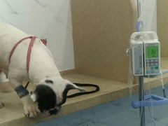 -伟伟宠物医院·CT影像中心·瑞派犬猫综合性门诊(汉口总院)