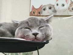 -猫亿天猫咖