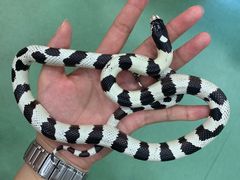 -藦茜花园宠物主题亲子互动体验馆(国顺东路店)