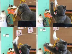 -猫在这儿猫咪咖啡馆·撸猫馆