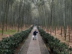 -大奇山国家森林公园