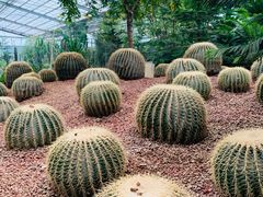 -呀路古热带植物园