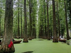 -渌洋湖湿地公园