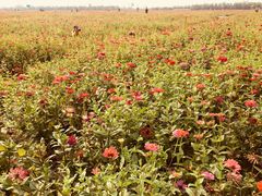 -皇粮浜湿地公园