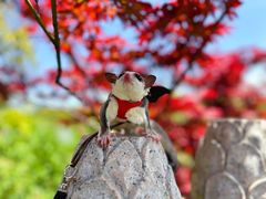 -狼山风景名胜区