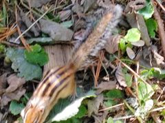 -五营红松林海景区