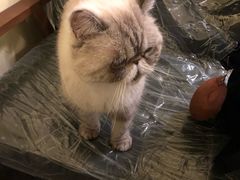 -猫色咖啡·猫咖