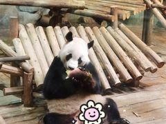 -深圳野生动物园