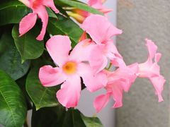 -杭州植物园