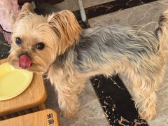 -宠福鑫康馨动物医院·骨科·眼科