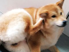-汪说·狗咖(旺城大厦店)