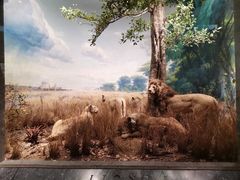 -美国自然历史博物馆