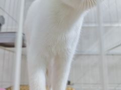 -博特宠物医院24h犬猫全科.骨科·异宠