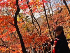 -天女山森林公园