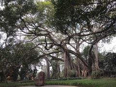 -瑞丽独树成林风景区