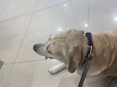 -艾贝尔宠物医院·24H转诊中心·肿瘤猫专科(江宁双龙店)