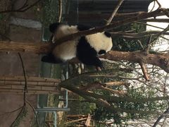 iphone_upload_pic-成都大熊猫繁育研究基地