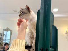 -共舞时光猫咖·狗咖(新街口店)