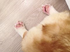 -浣熊柯尔鸭土拨鼠·电玩咖