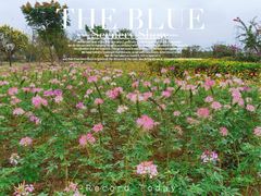 -紫颐香薰山谷景区