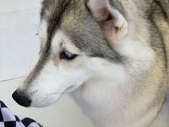 -怪兽屋·羊驼·猫咖·狗咖(俊华广场店)