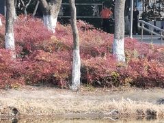 -听松楼·花园酒店·自助餐厅(红梅公园店)