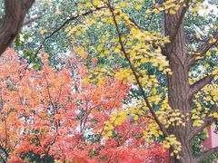 -三里屯东五街银杏大道