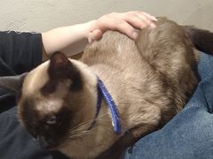 -藏猫猫咖啡主题馆(中央大道店)