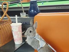 -爱侣宠医·鹦鹉专科·小型哺乳类·异宠专科(灵石路店)