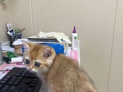 -安安宠医宠物医院·异宠·犬猫内科(岳阳分院)