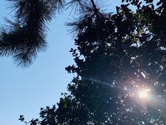 -秋霞圃