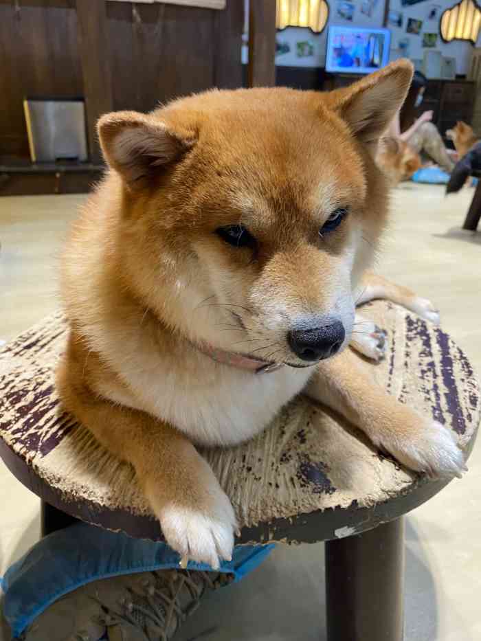 豆柴院子柴犬主题咖啡馆(三里屯旗舰店[调皮]走进柴犬的世界!