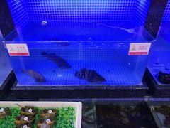 -名苑皇宫酒家(来魅力壁画村店)
