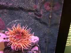 -西雅图水族馆