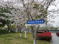 -高东镇樱花园