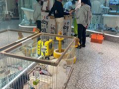 -momokira米努特·德文卷毛猫·棉花面纱犬