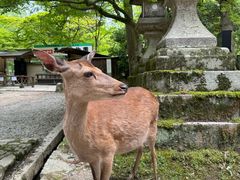 -奈良公园