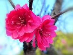 -南国桃园旅游度假区