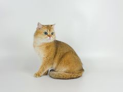 -comecome来吧宠物(奥克斯中心店)