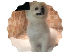 -汪小喵宠物·戴维斯乐芳希施宠馨宝皮毛调理洗护店