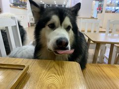 -李小姐の猫咖啡馆(五角场店)